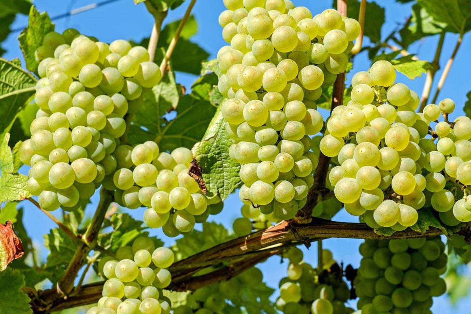 Lozni klemovi stone sorte