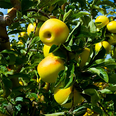 sadnice jabuke