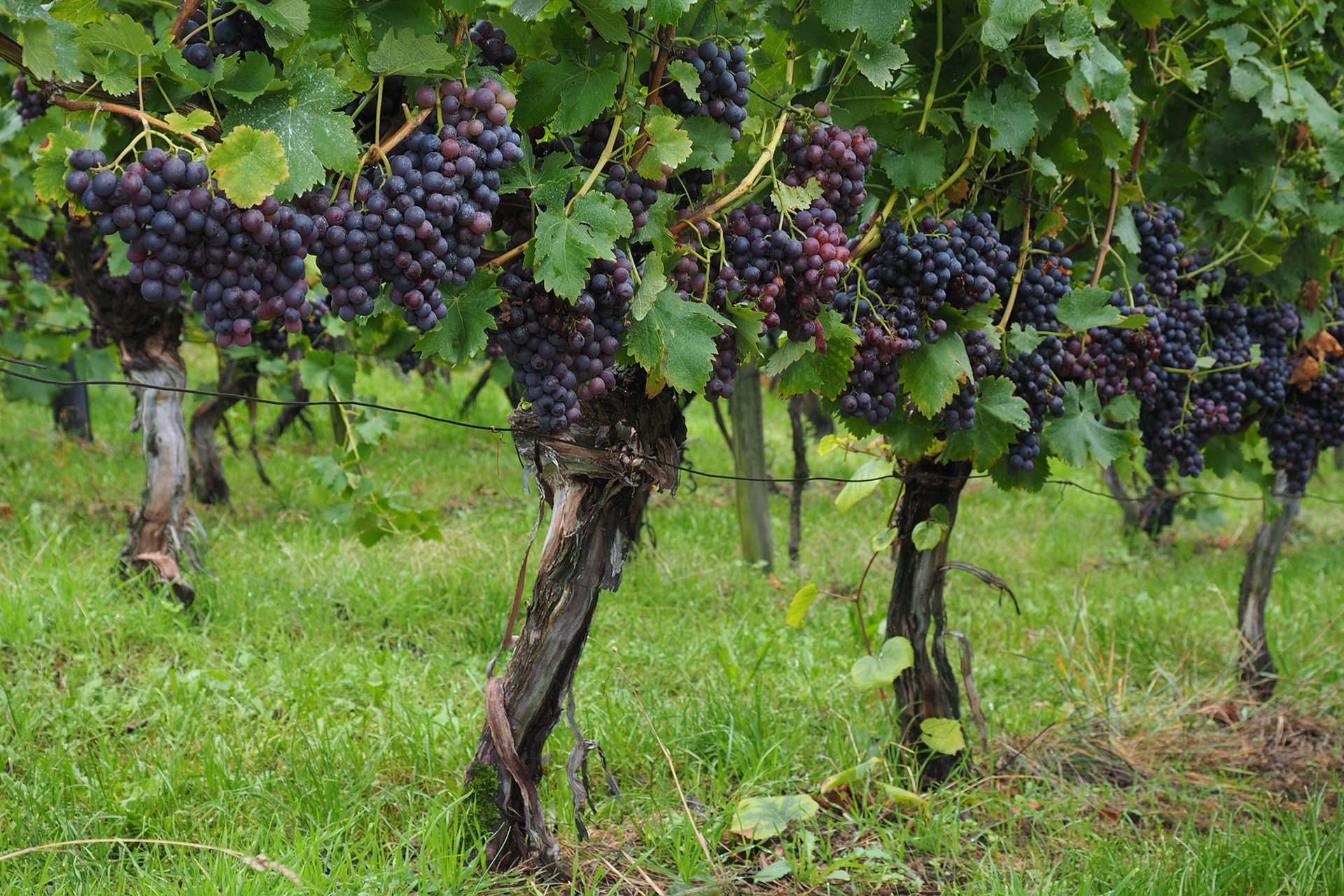 Lozni klemovi stone sorte